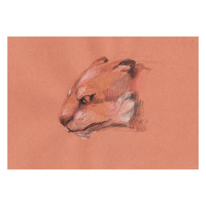 prehistoria_dientes_sable_cabeza